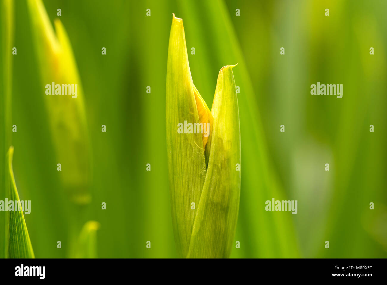 Gelbe Iris Blume bereit zu entfalten Stockfoto