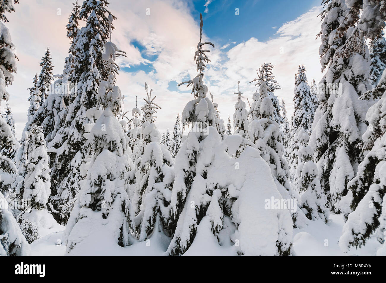 Schnee bedeckt Nadelbäume gegen bewölkter Himmel Stockfoto