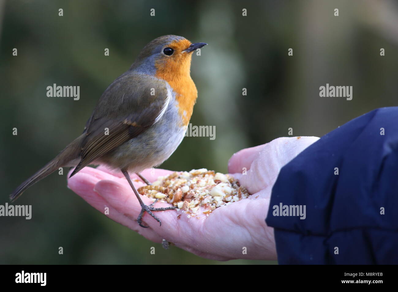 Robin thront auf die Finger einer Frau durch die zerkleinerte Erdnüsse und Mehlwürmer in der Palme Ihrer Hand versucht. Stockfoto