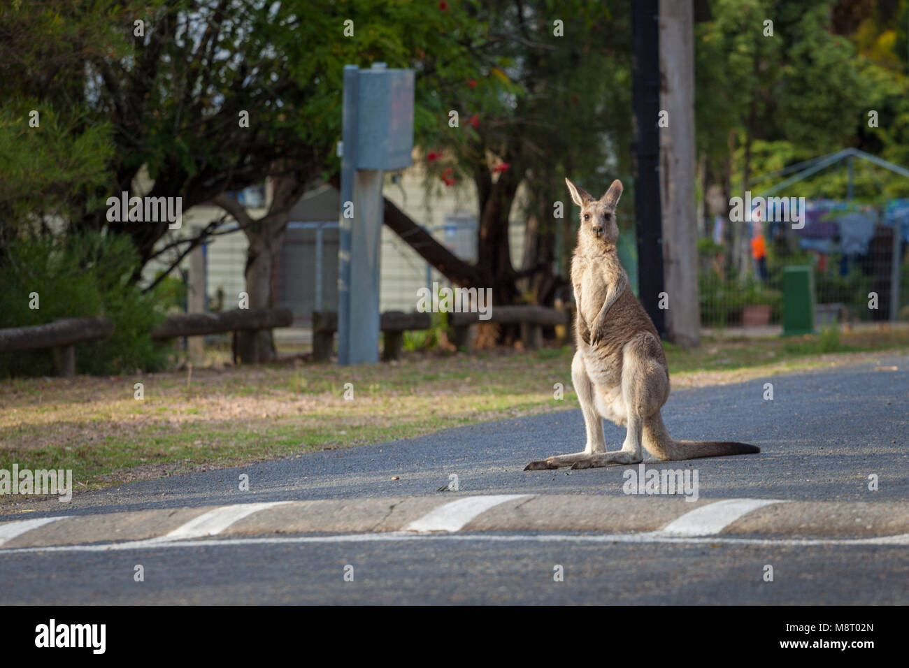Eastern Grey kangaroo Steigende hoch stehend auf der Straße Stockfoto