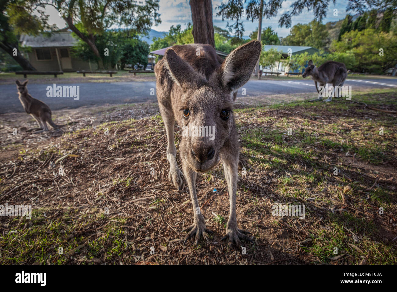 Eastern Grey kangaroo kam in der Nähe Stockfoto