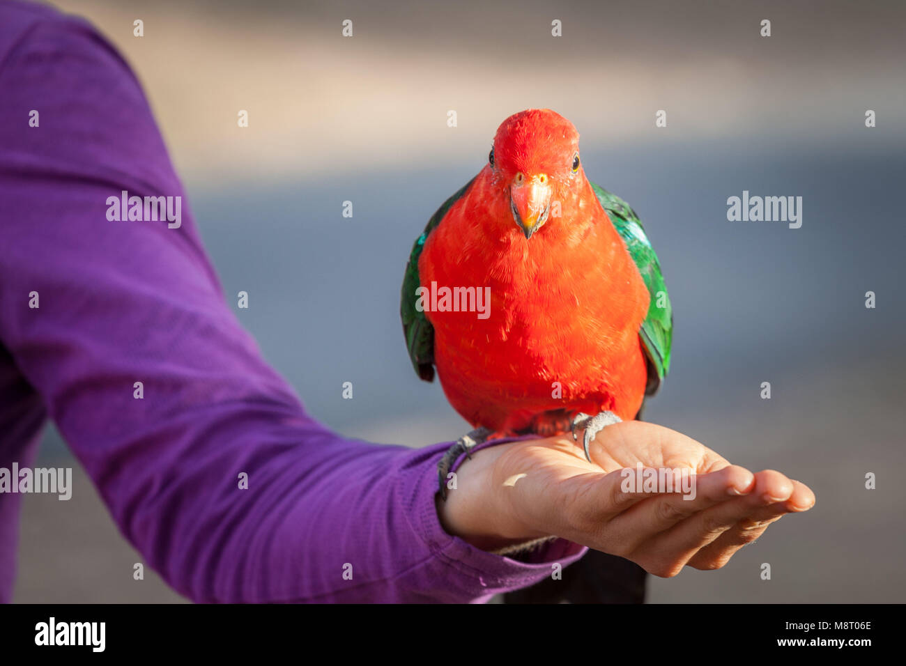 Rot Grün König Parrot auf menschlichen weiblichen Hand Stockfoto