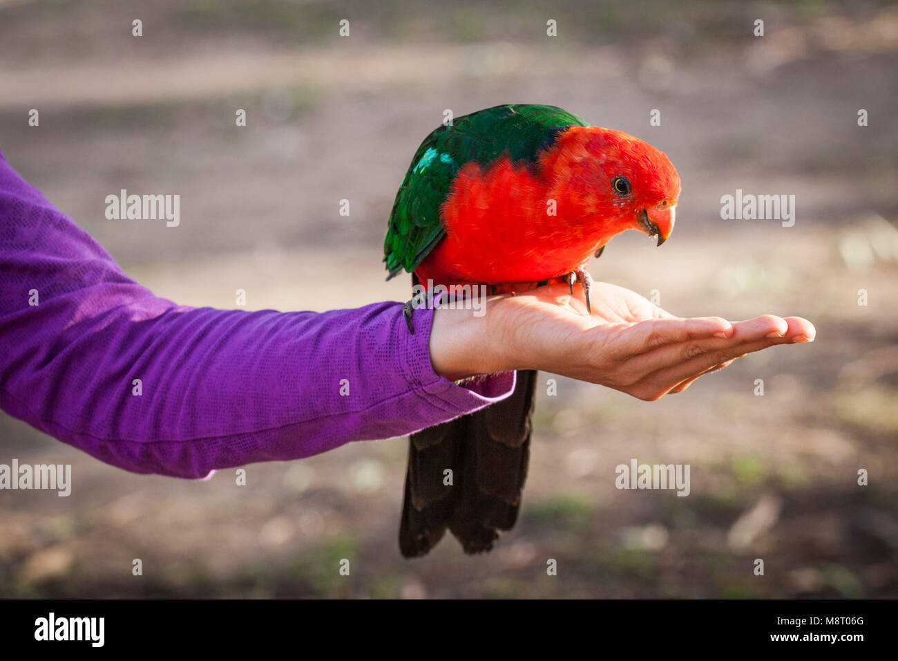 König Parrot auf menschlichen weiblichen Hand Stockfoto