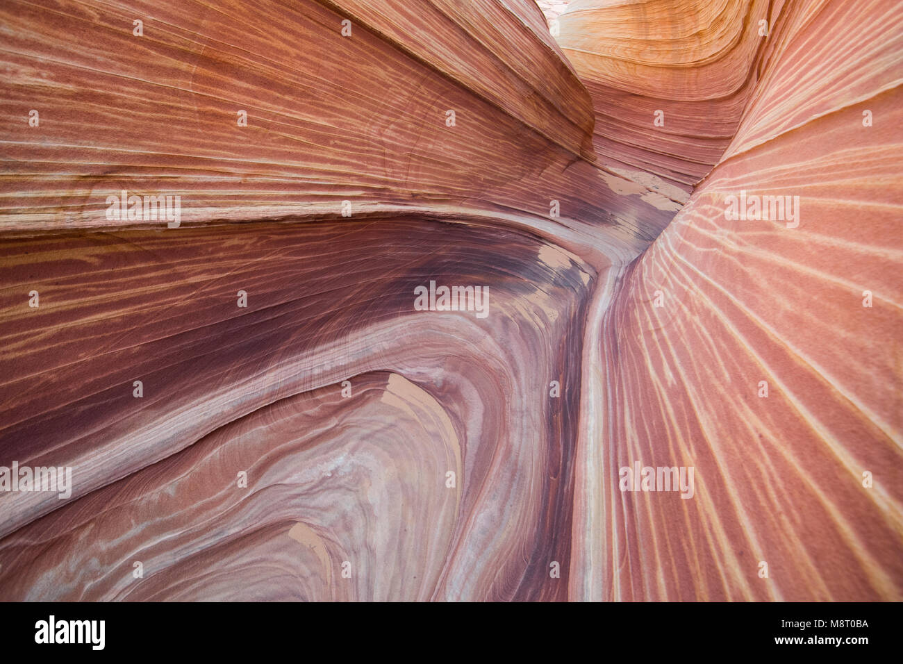 Die Welle Sandstein Felsformationen, in Coyote Buttes North, Paria Canyon, Vermillion Cliffs Wilderness. Stockfoto