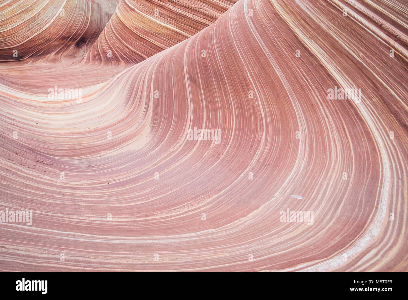 Die Welle Sandstein Felsformationen, in Coyote Buttes North, Paria Canyon, Vermillion Cliffs Wilderness. Stockfoto