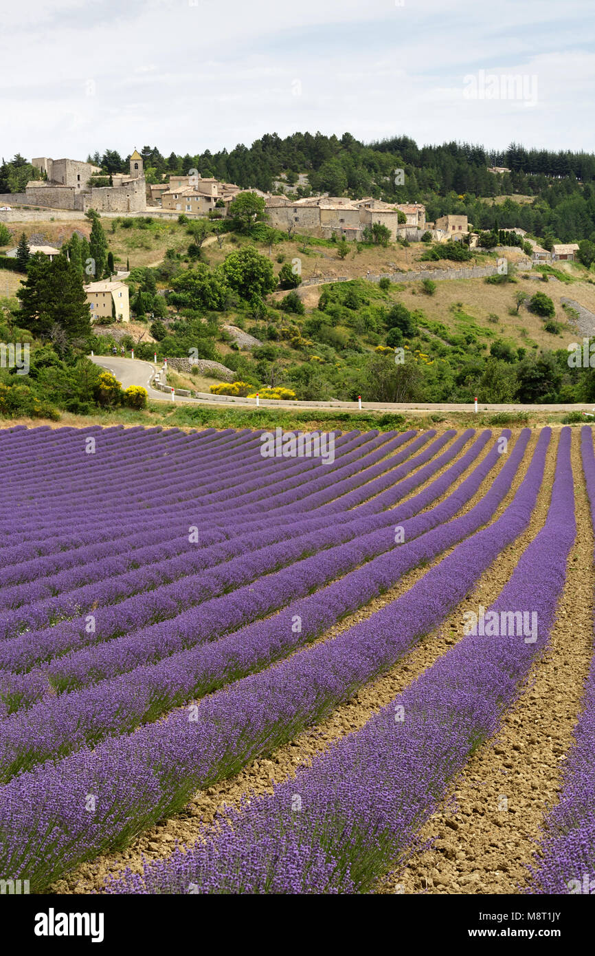 Blick von Lavendel Feld über dem Dorf von Aurel, Provence, Frankreich. Stockfoto