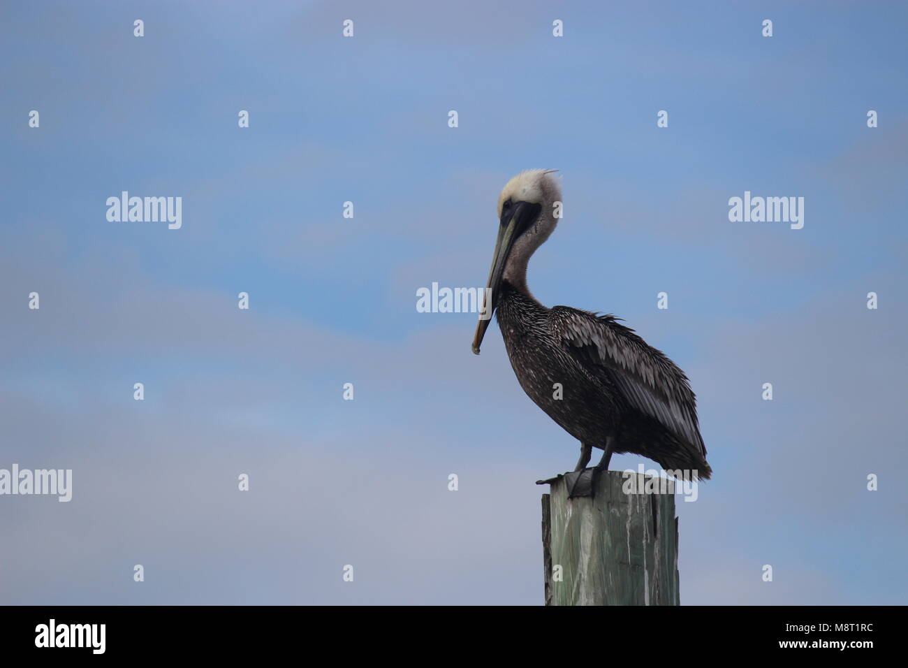 Pelikan auf einem Pylon nach links Stockfoto