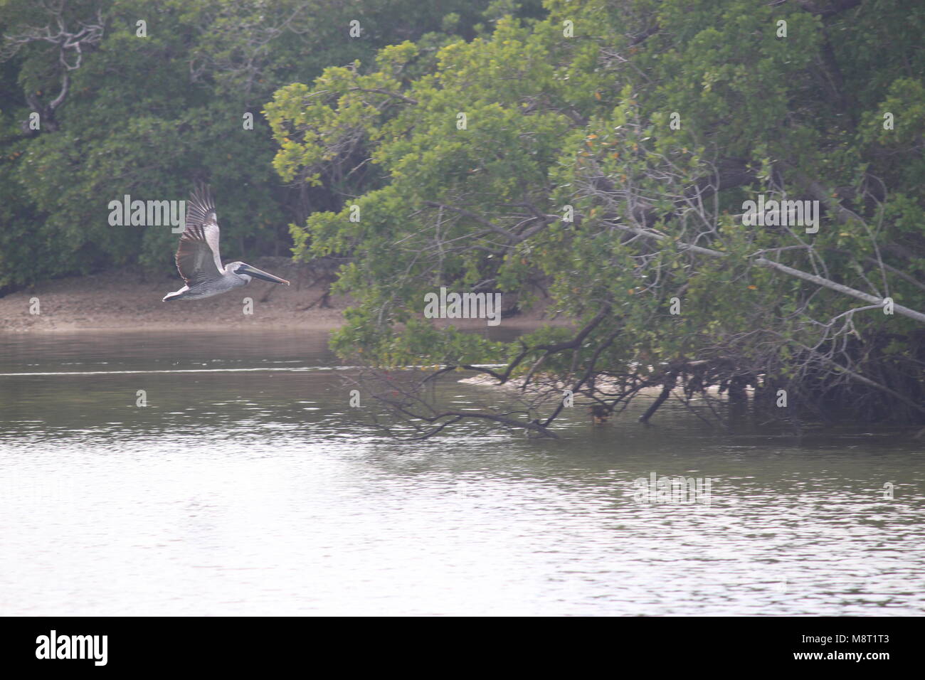 Grau pelican im Flug mit Flügeln über Wasser in der Nähe von Bäumen Stockfoto