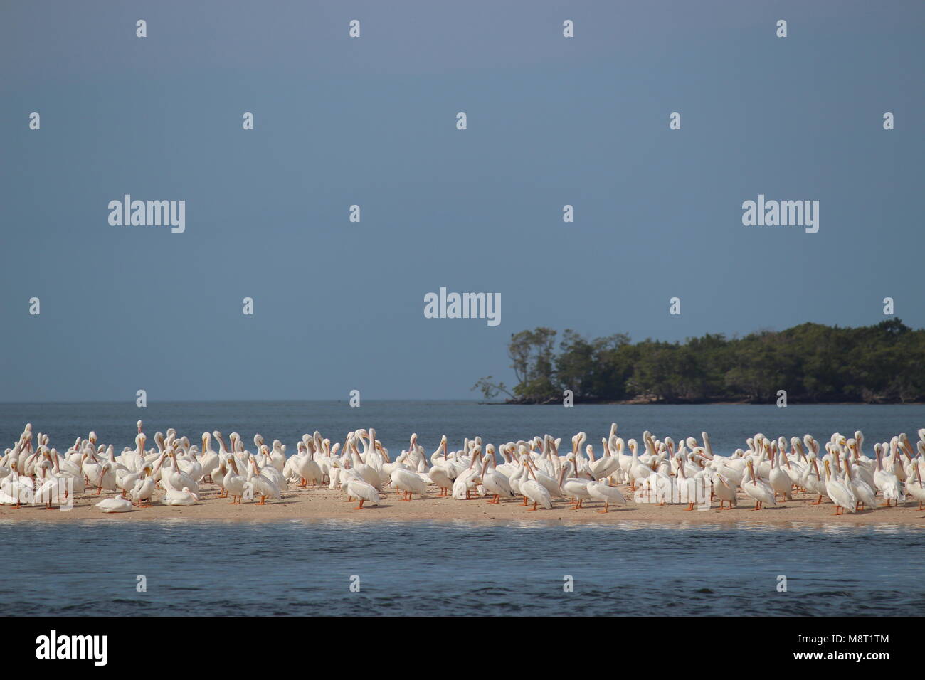 Große Herde von Pelikanen auf einer Sandbank mit einer Insel im Hintergrund Schuß aus der Distanz Stockfoto