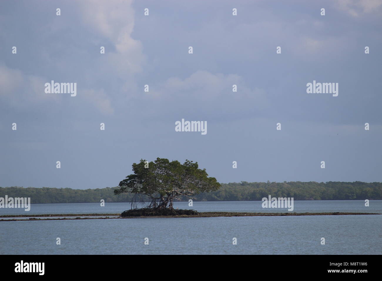 Mangrove Tree in der Nähe von Sand Bar mit Wasser im Vordergrund und Hintergrund wachsenden Stockfoto
