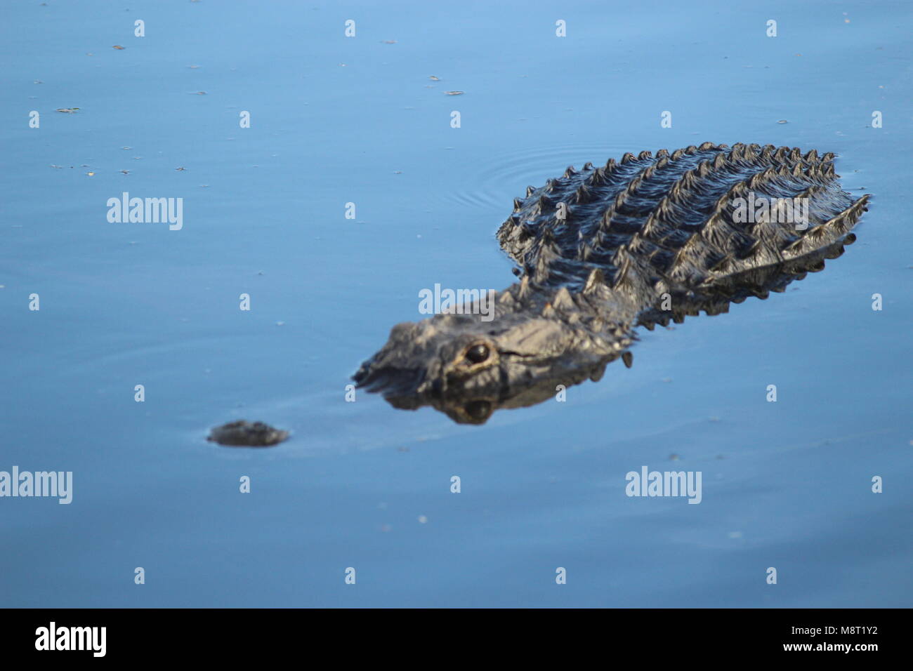Kopf - auf Schuß von halb-Alligator in Richtung Kamera schaut mit der Nase nach links wies Stockfoto