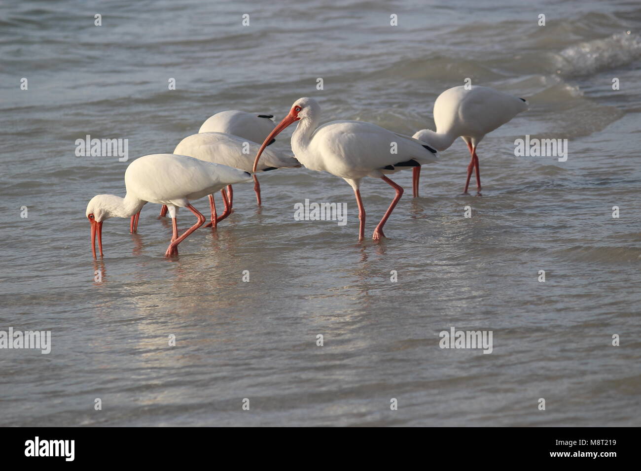 Kleine Herde von American White ibis Angeln an der Küste Stockfoto