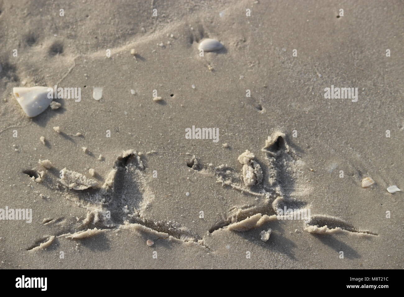 Zwei seagull Fußspuren im Sand Stockfoto