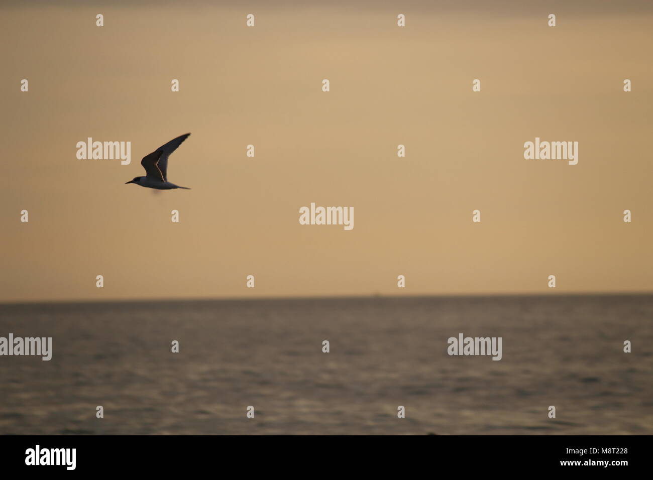 Möwen fliegen über den Golf von Mexiko in der Dämmerung Stockfoto