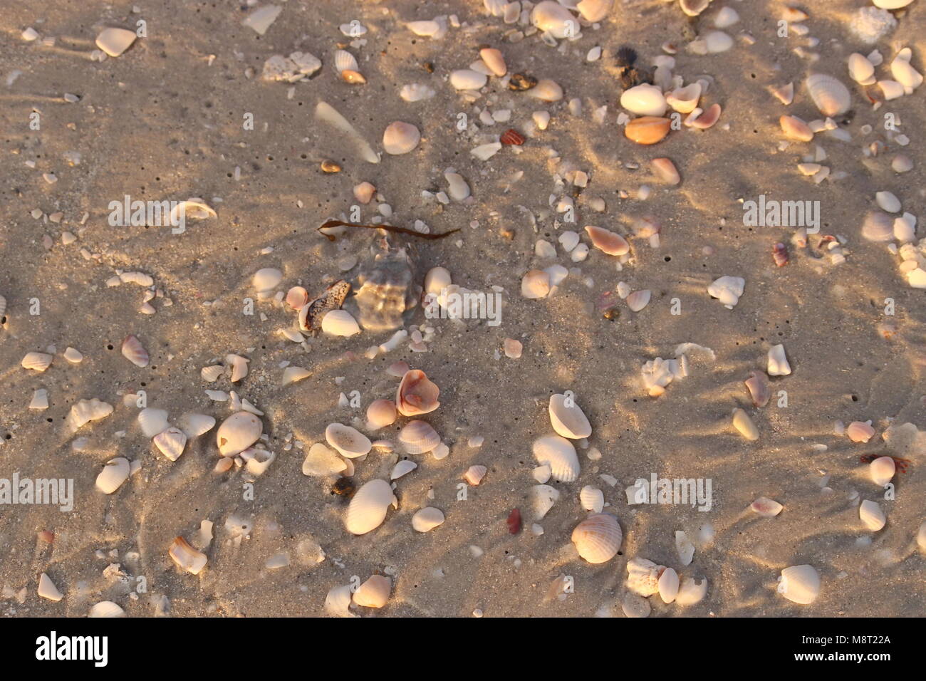 Muscheln am Strand Stockfoto