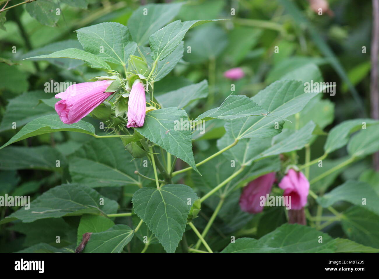 Bush von geschlossenen rosa Blumen (ähnlich wie Morning Glory) Stockfoto