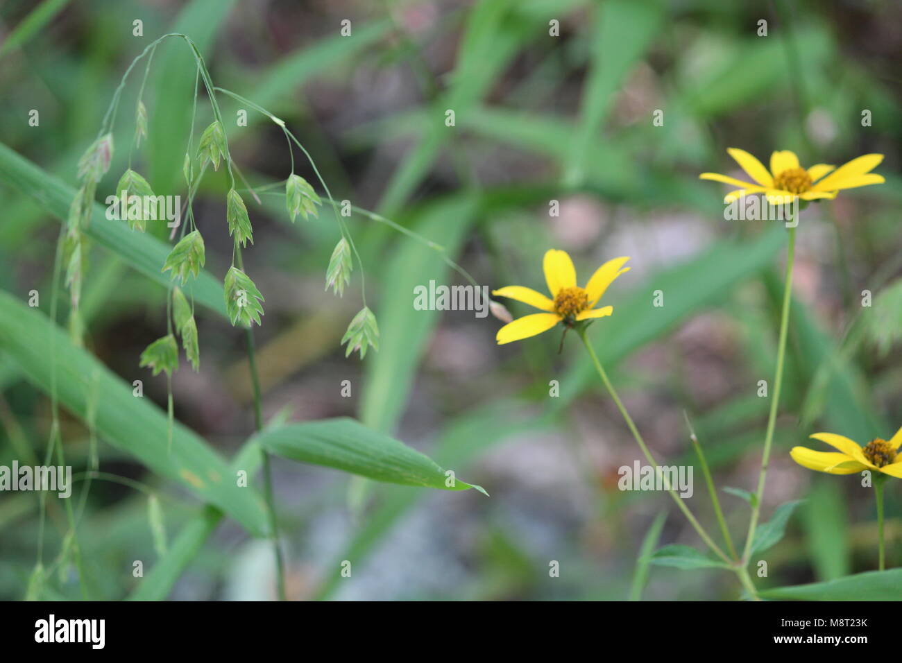 drei gelbe Blumen Stockfoto