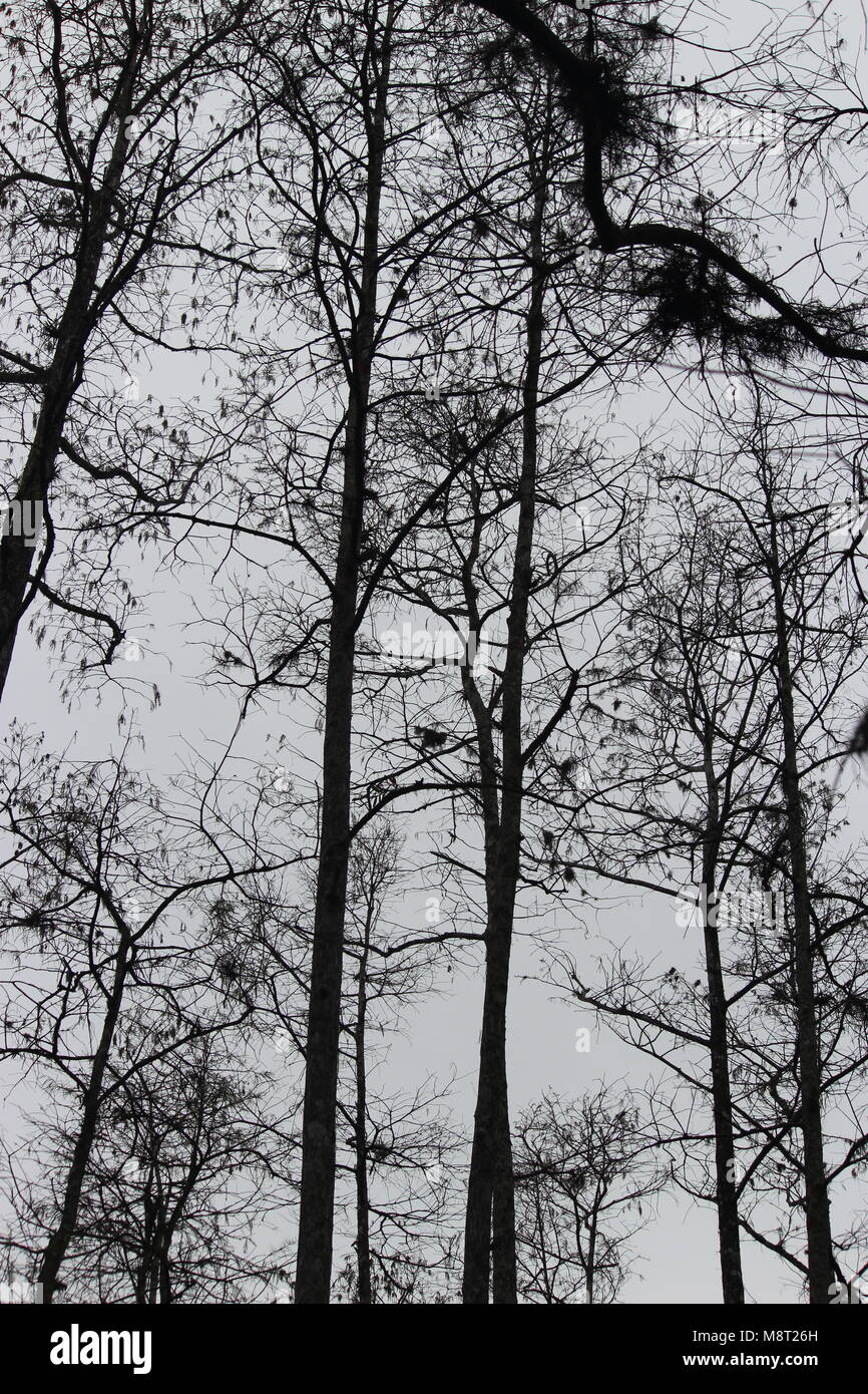 Nackten Baum auf bewölkten Tag Stockfoto