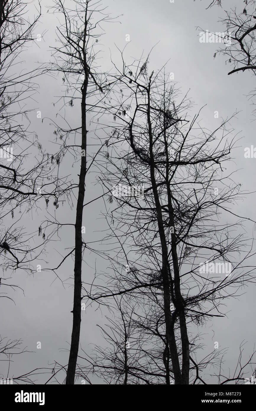 Nackten Baum auf bewölkten Tag Stockfoto
