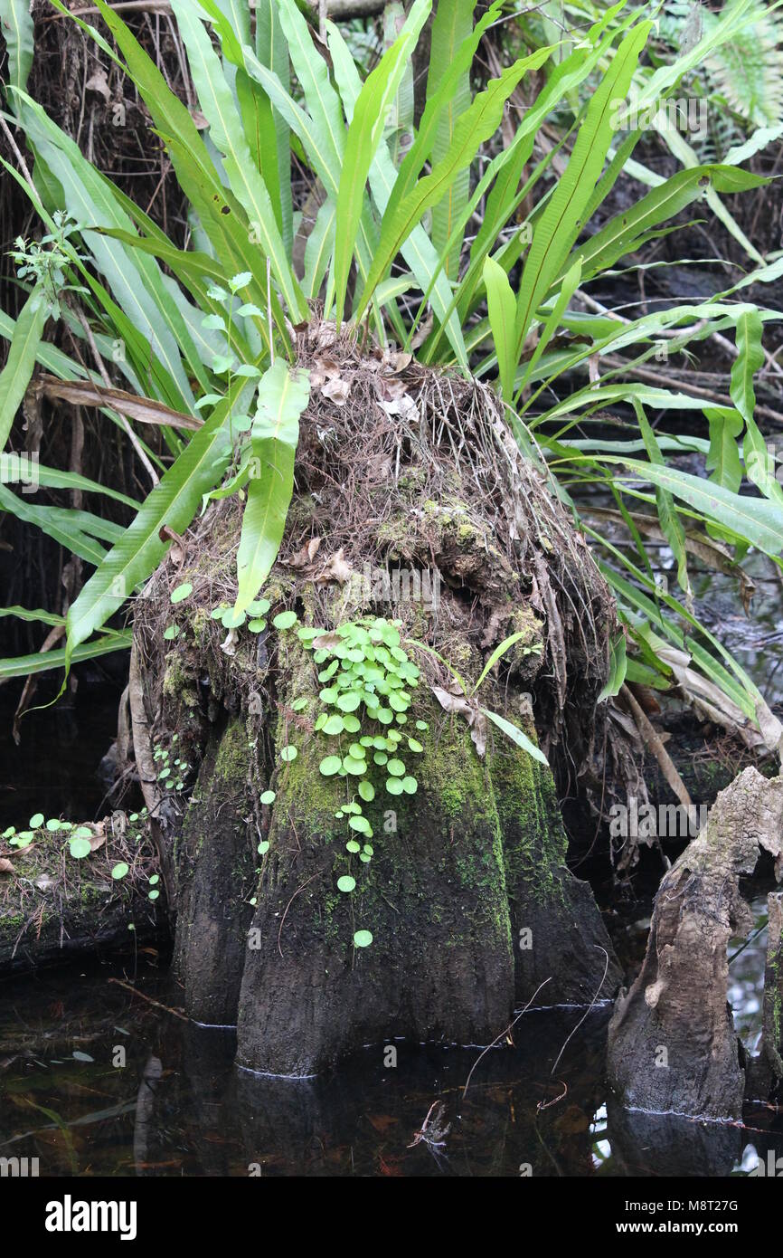 Eine Pflanze, die neben einem Baum Wurzel in einem Sumpf. Stockfoto
