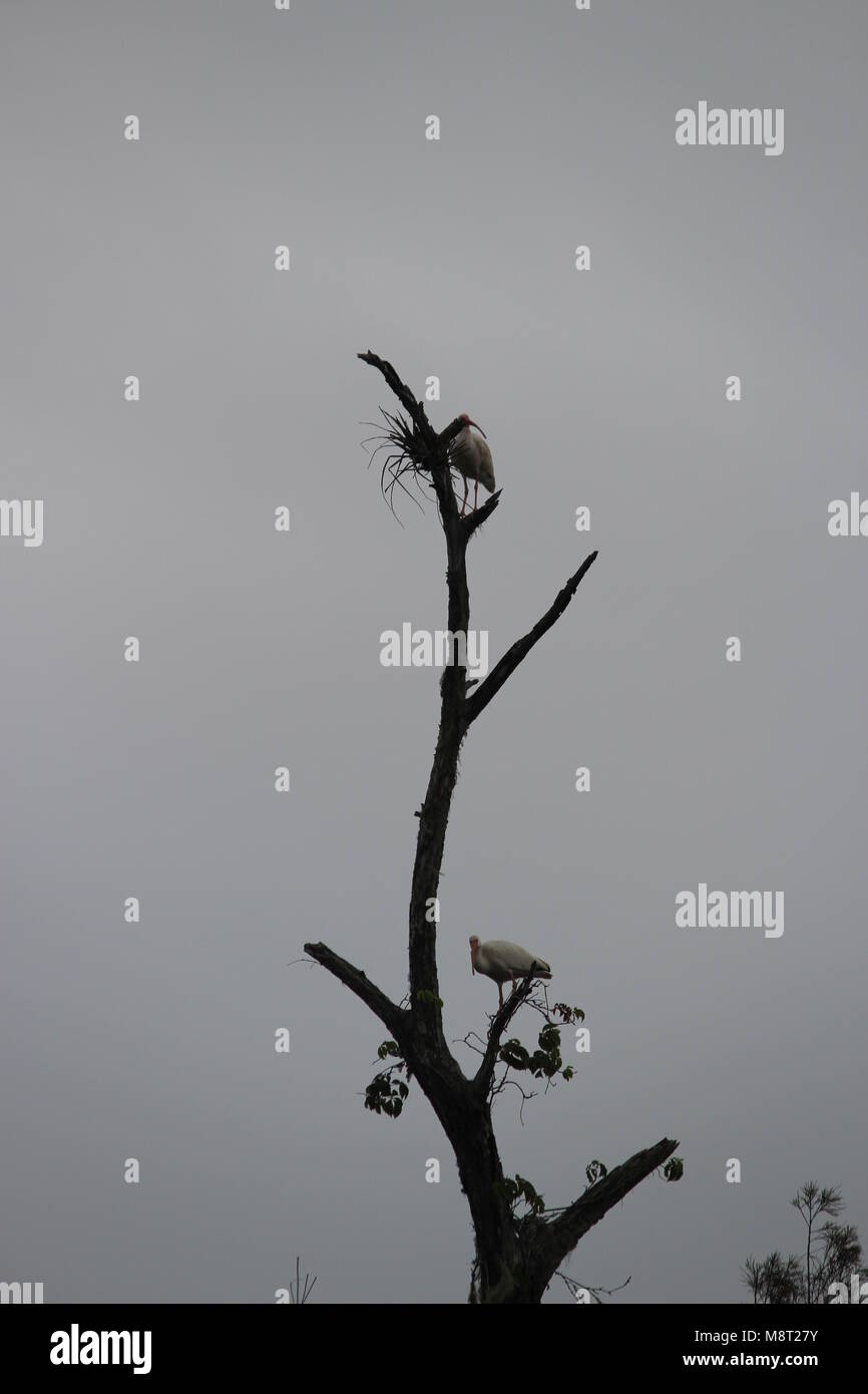 Große Vögel an der Spitze eines nackten Baum Stockfoto