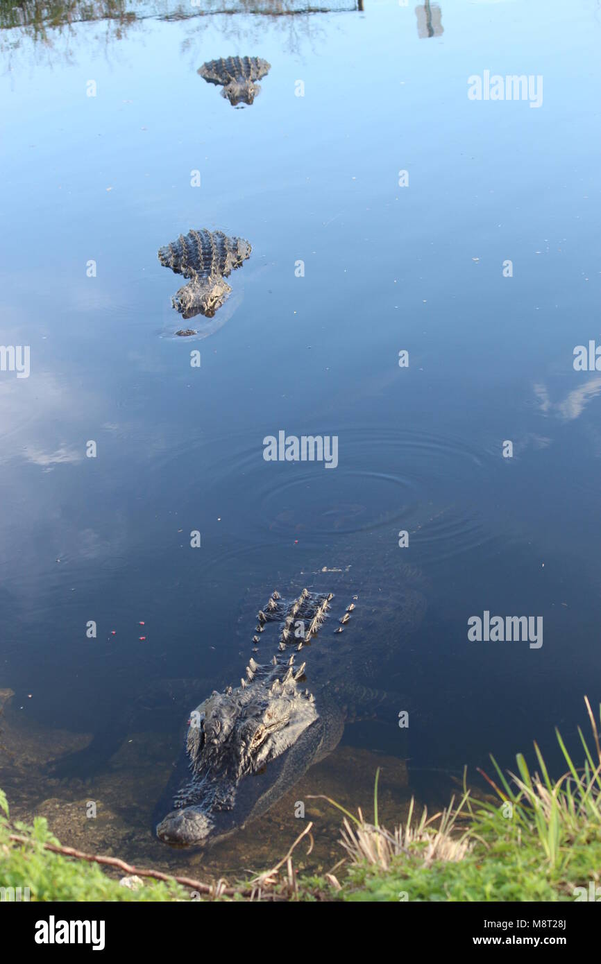 Drei Alligatoren in einem Teich Stockfoto