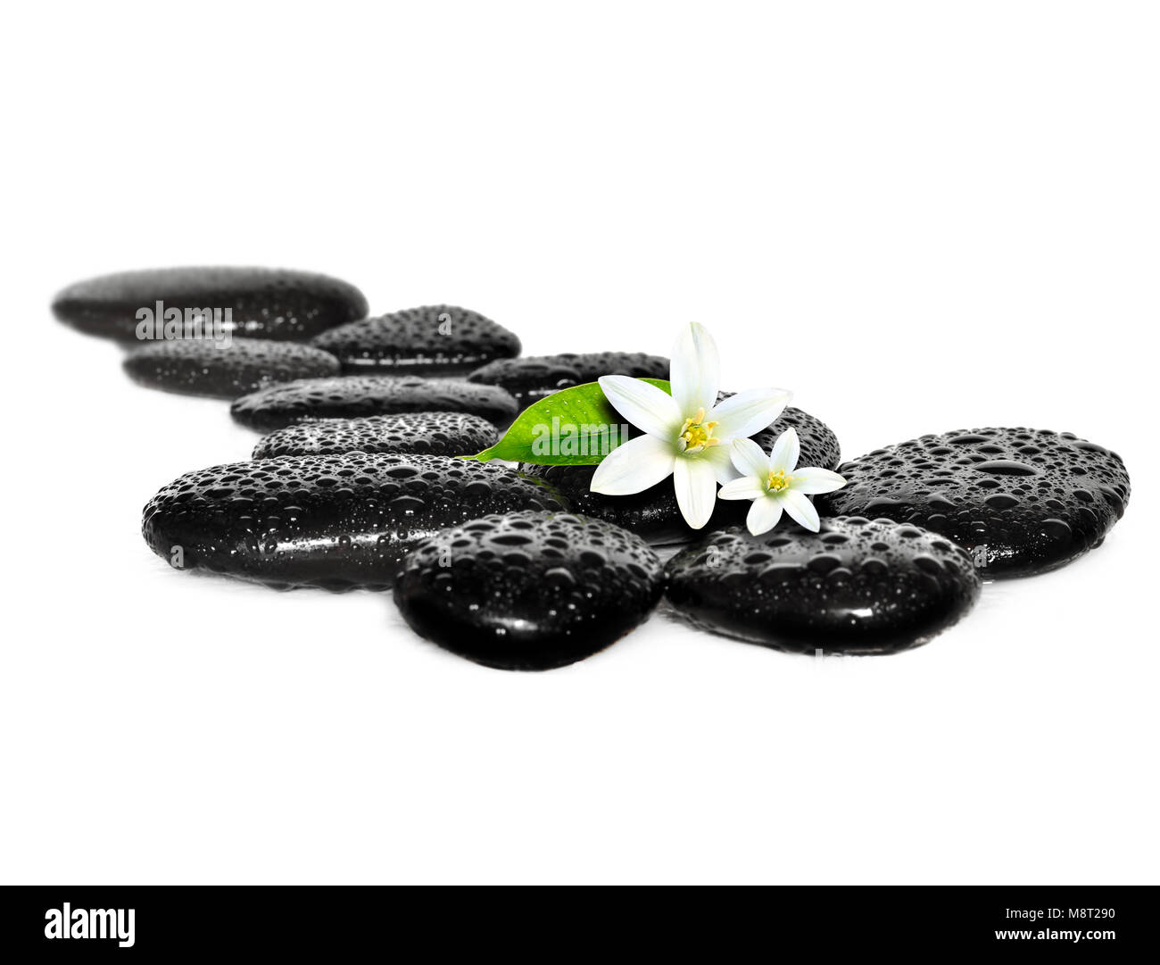 Zen Basaltsteine und weißen Blumen. spa Zusammensetzung Stockfoto