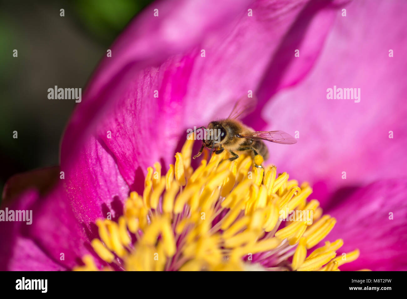 Die Biene pollinates die Pfingstrose. Insekt auf eine rosa Blume. Stockfoto