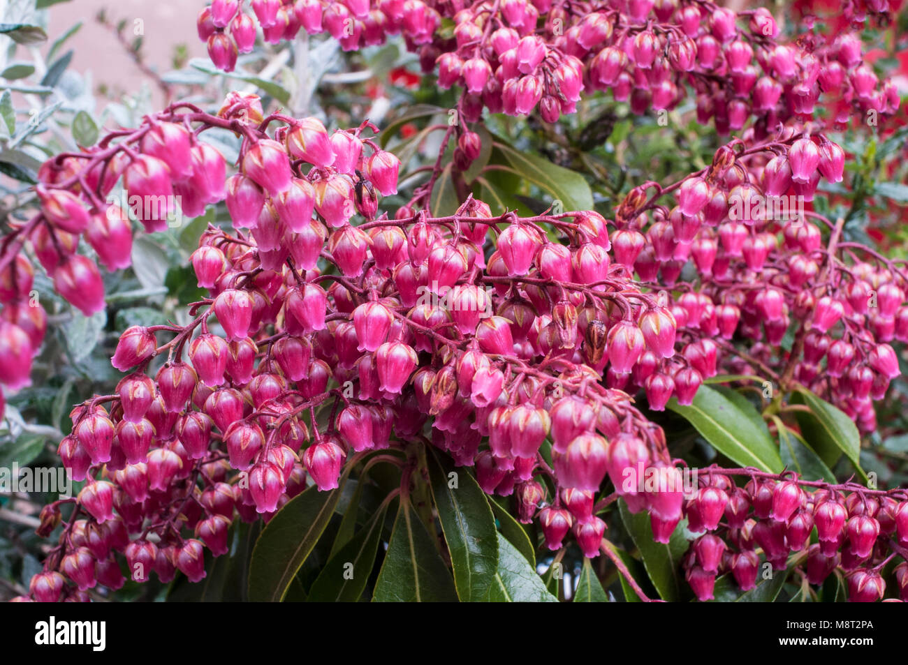 Nahaufnahme von Pieris Ericaceae 'Valley Valentine', Rot und Weiß Urne geformte Blüten. Stockfoto