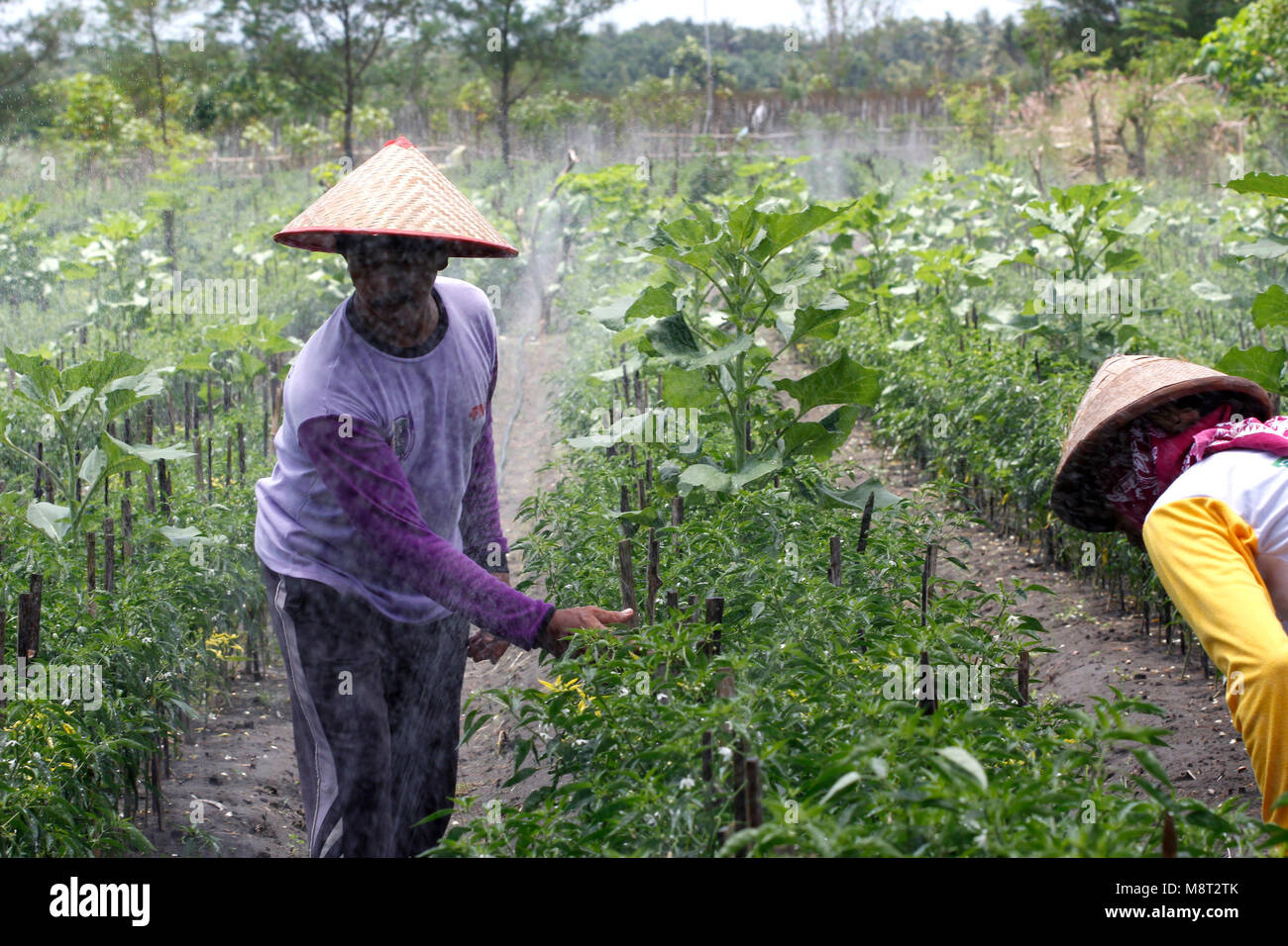 Ein Bauer prüft seine chili Pflanze, während Nebel Bewässerungssystem in Bantul, Yogyakarta, Indonesien arbeitet. Dieses System ist die Methode, die für die Bewässerung der landwirtschaftlichen Fläche in einem sand Boden Pflanze verwendet. Dieses System ist in Bantul und vollständig durch Bank Indonesia Yogyakarta Repräsentanz unterstützt. Nebel Bewässerung ist eine effiziente Methode zur Bewässerung landwirtschaftlicher Fläche auf einem sand Boden pflanzen, wo der Bereich normalerweise in der Nähe Meer. Die Methode ausgestattet, die die Luftfeuchtigkeit kontrollieren. Die Rohrleitung und die Pumpe automatisch Spray reibungslos wie Nebel, wenn die Luftfeuchtigkeit zu verringern, die die weit Stockfoto