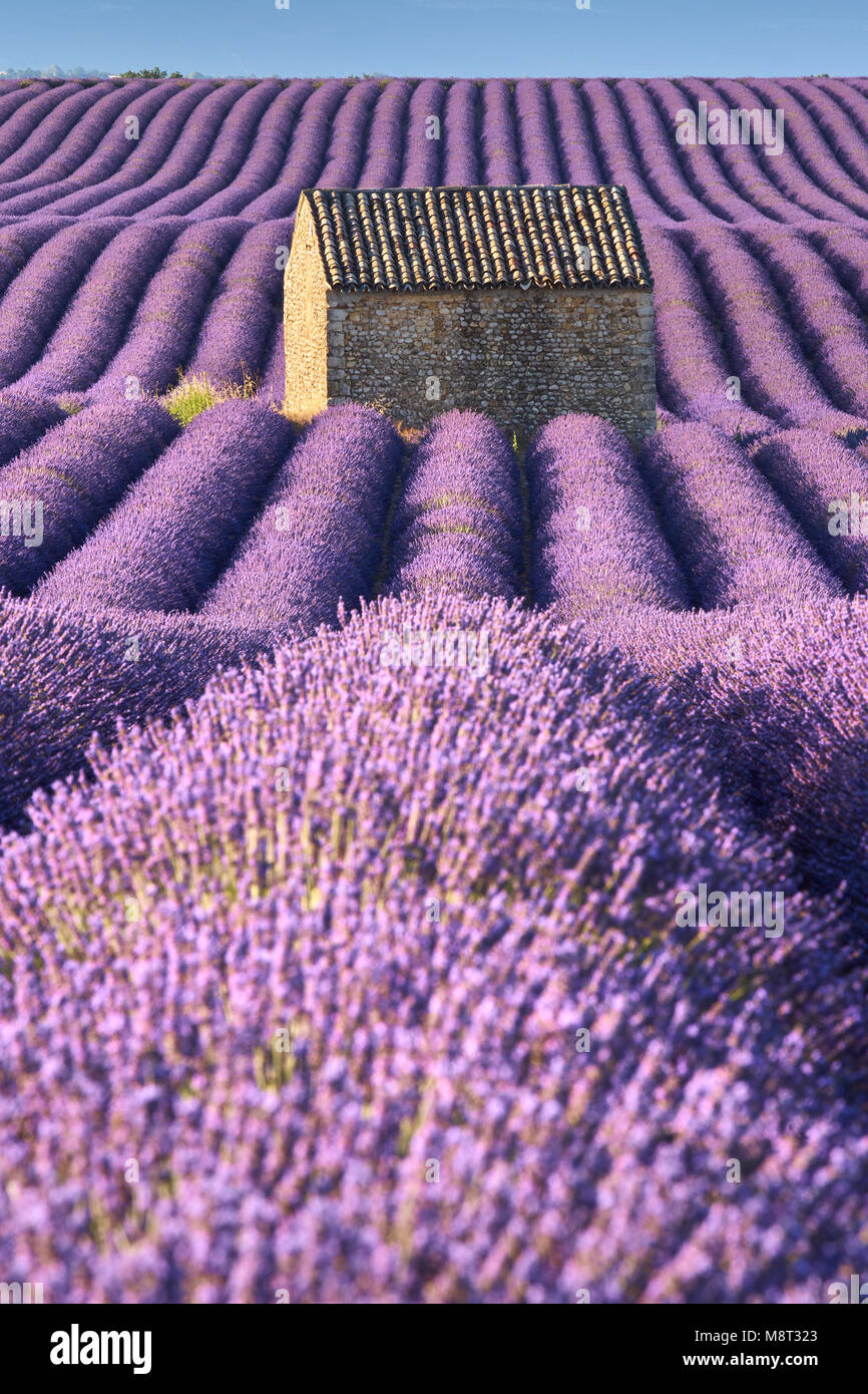 Lavendelfelder in Pierrerue mit Stein Haus und Bäume am Morgen Sommer Licht. Plateau de Valensole, Alpes de Hautes Provence, Frankreich Stockfoto