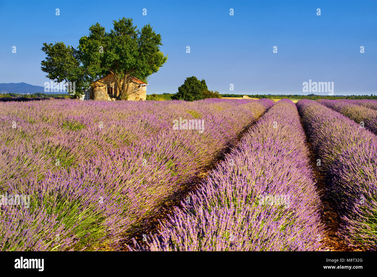Lavendelfelder in Pierrerue mit Stein Haus und Bäume im Sommer. Plateau de Valensole, Alpes de Haute Provence, Frankreich Stockfoto
