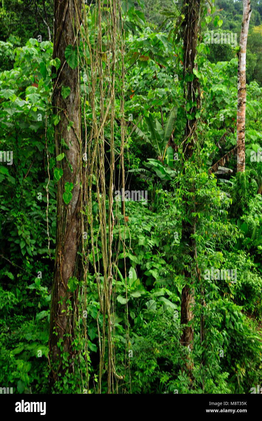 Üppigen, tropischen Pflanzen umgeben den Regenwald Wanderweg am Trimbina Biological Reserve in Costa Rica. Stockfoto