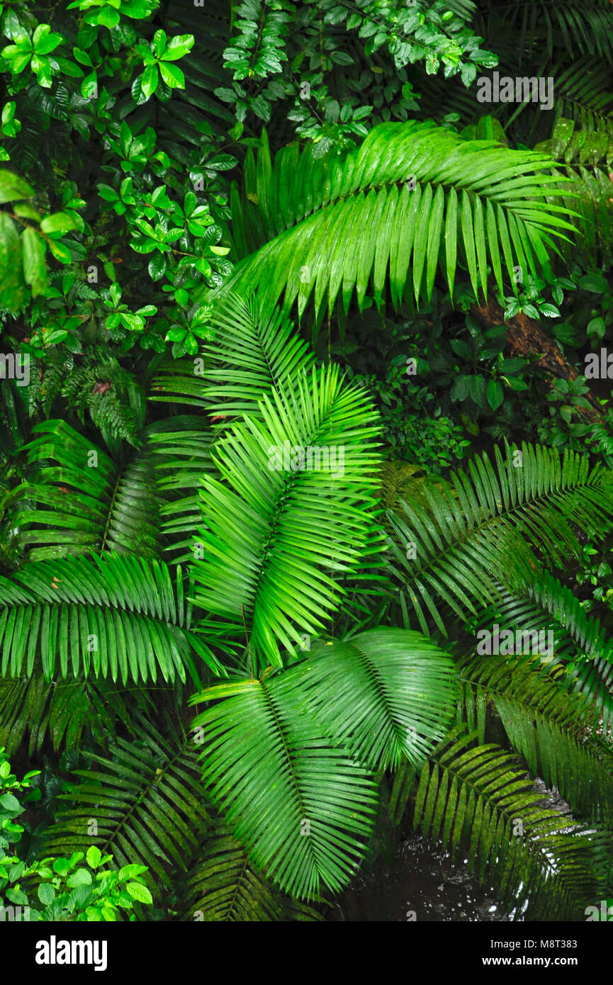 Palmwedel als aus dem Regenwald Wanderweg am Trimbina Biological Reserve gesehen. Stockfoto