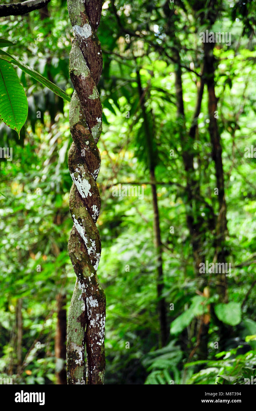 Luftwurzeln sind Wurzeln über dem Boden und sind in verschiedenen Pflanzenarten einschließlich Epiphyten wie warm-gemäßigten Regenwald Bäume gefunden. Stockfoto