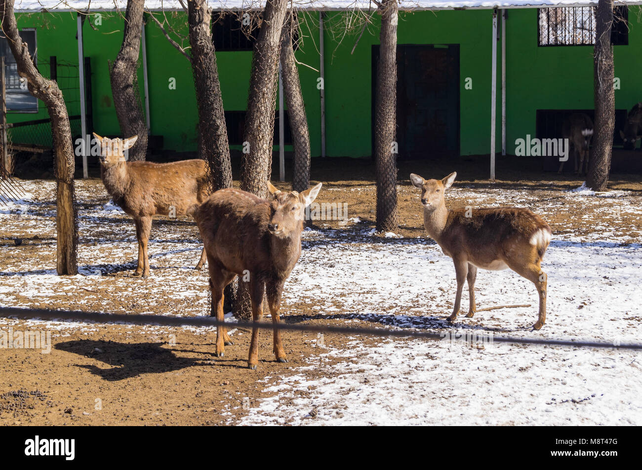 Eine junge Spotted Deer im Zoo der chinesischen Stadt in der nördlichen Provinz Stockfoto
