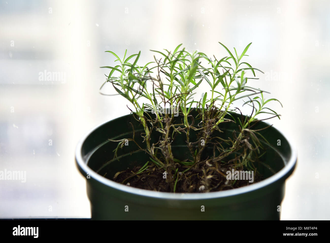 Ein frischer Rosmarin Pflanze in grün Topf. Stockfoto