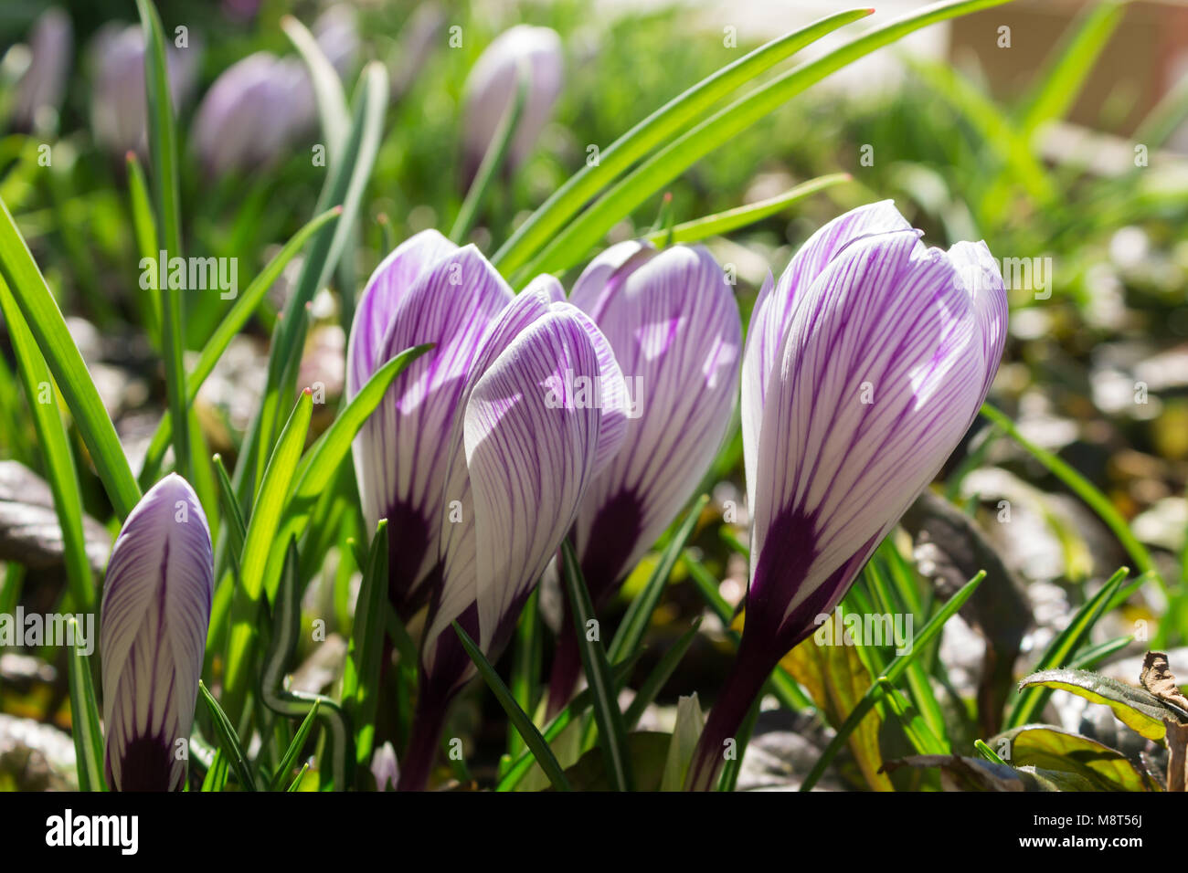 Knospen, Blüten der gestreifte Krokus close-up. echtes Foto. Flache Tiefenschärfe Stockfoto