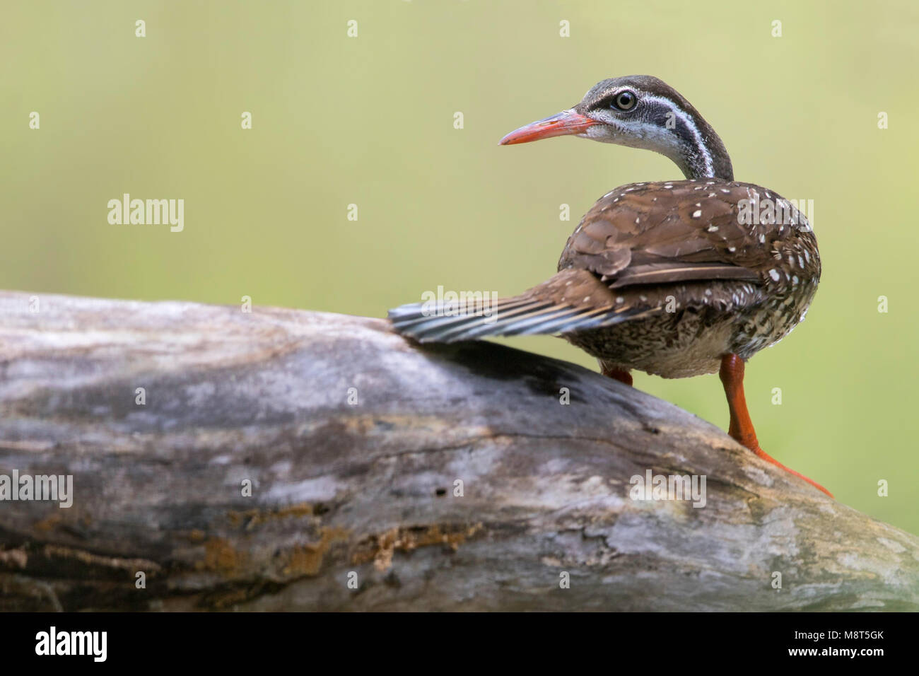 Die African Finfoot (Podica senegalensis) ist ein Vogel aus der Familie der finfoots Heliornithidae (und sungrebe). Er lebt in den Flüssen und La Stockfoto
