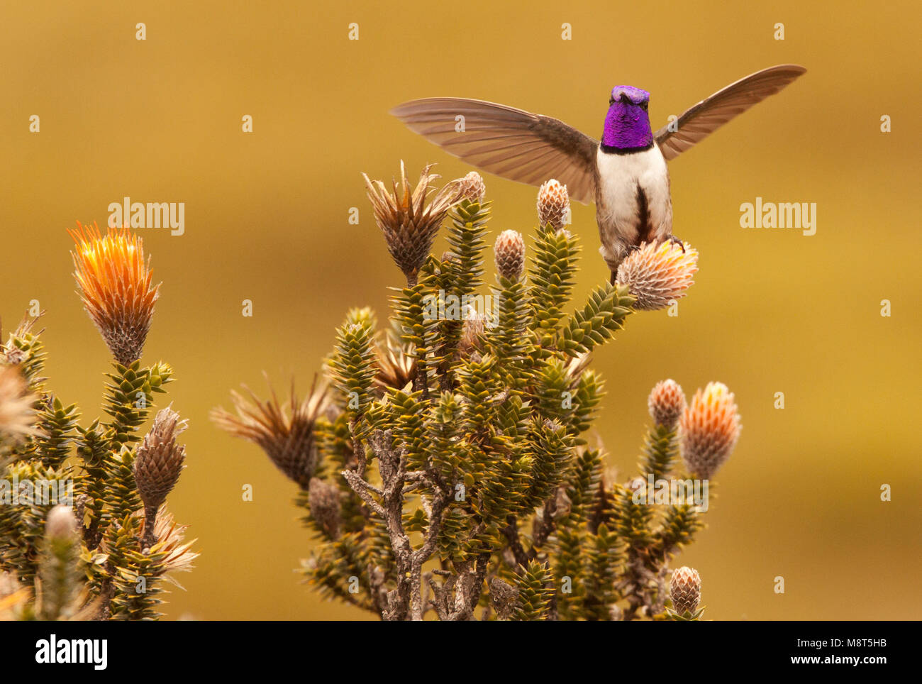 Ecuadoraanse Bergnimf met Vleugels wijd op Pflanze, ecuadorianischen Hillstar mit Flügeln thront auf Anlage Stockfoto