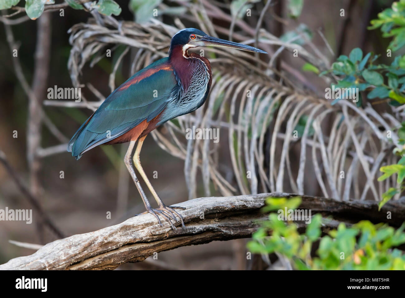 Agamireiger, Agami Heron, Agamia agami Stockfoto