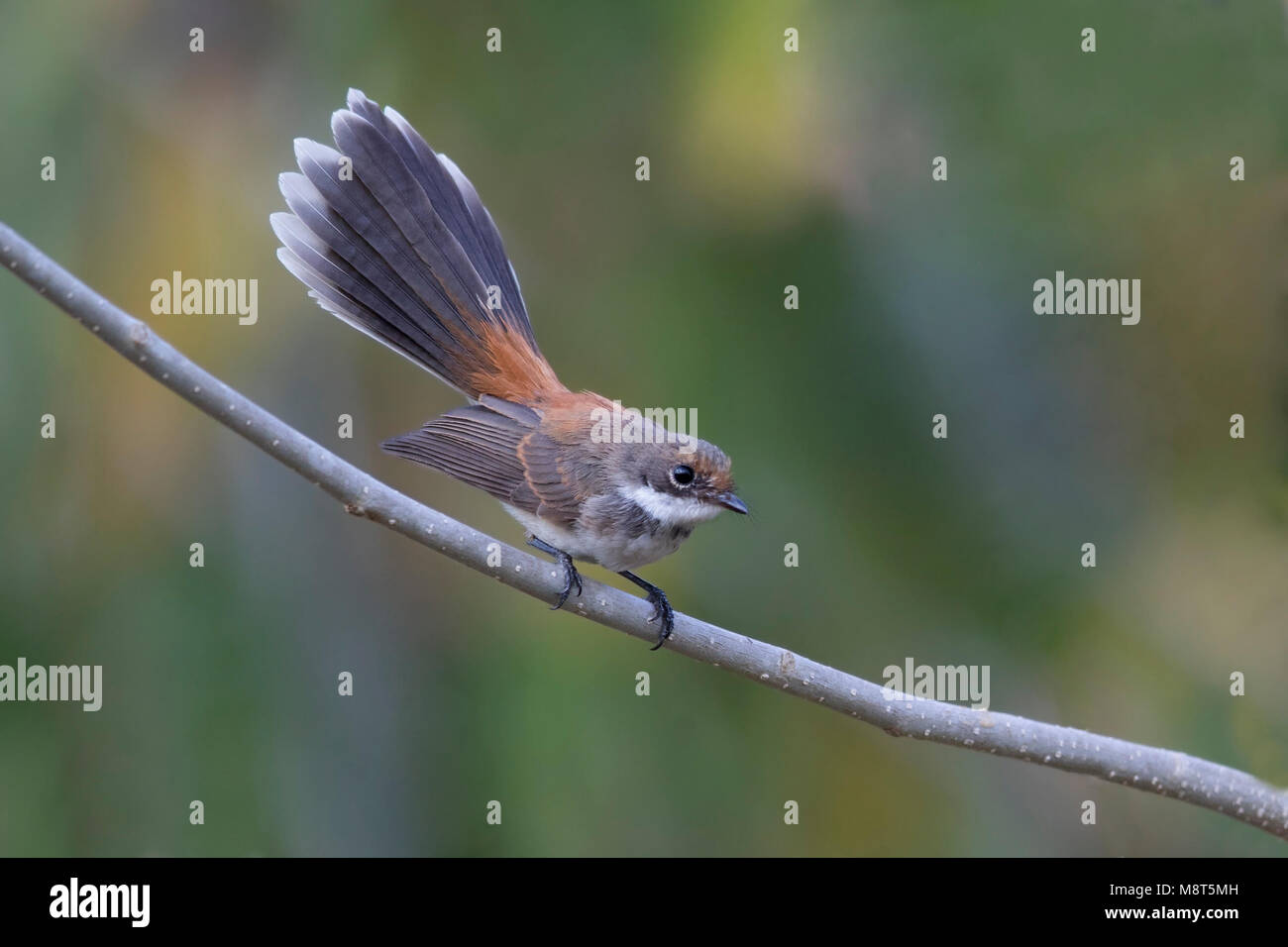 Arafurawaaierstaart, Arafura Fantail, Rhipidura dryas Stockfoto