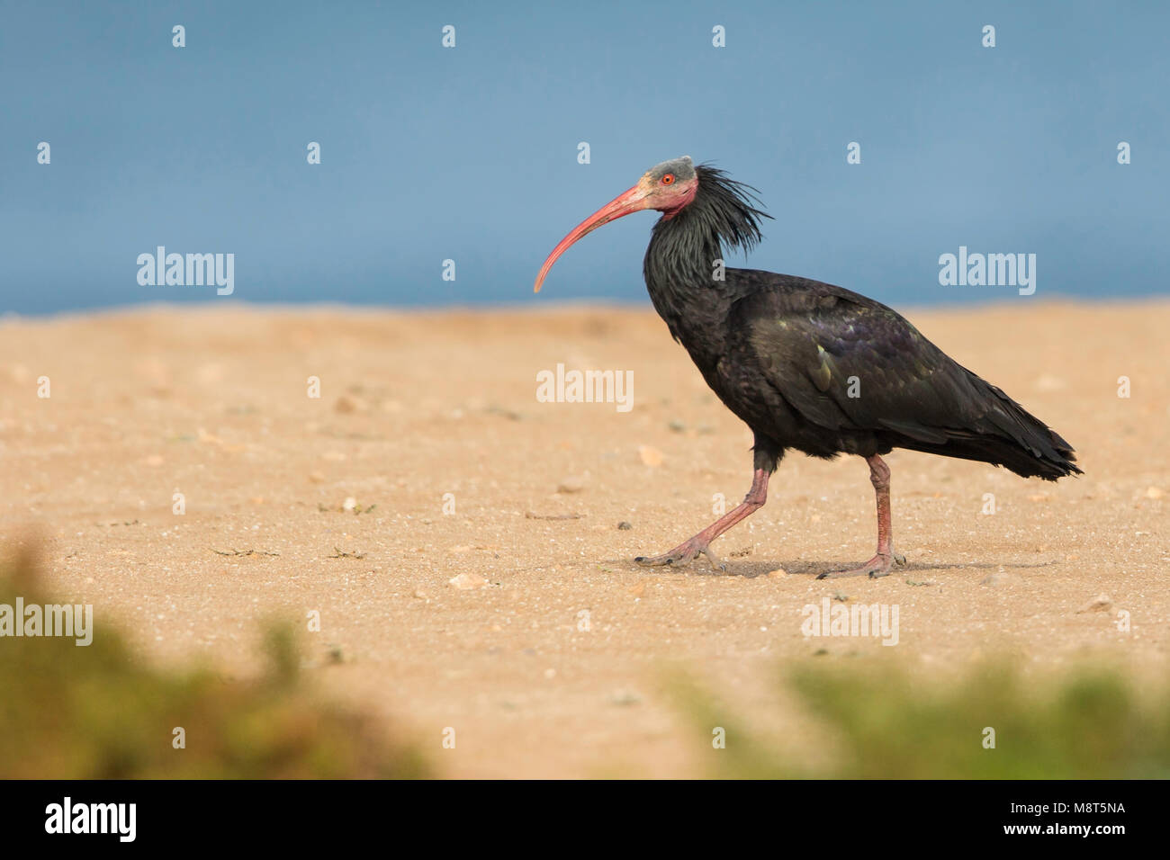 Heremietibis, Northern Bald Ibis, Geronticus eremita Stockfoto