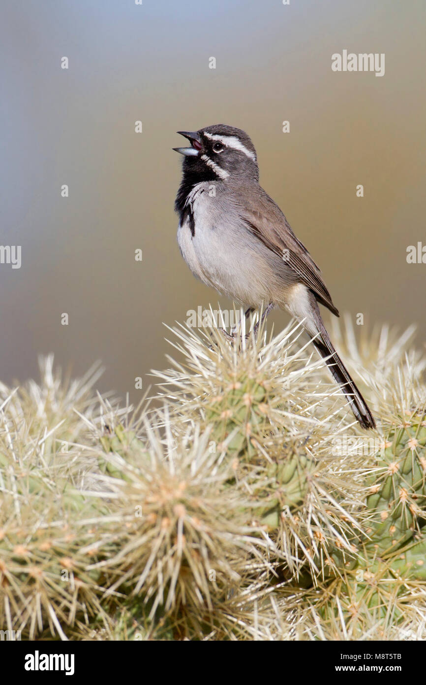Zwartkeelgors, Black-throated Sparrow, Amphispiza bilineata Stockfoto