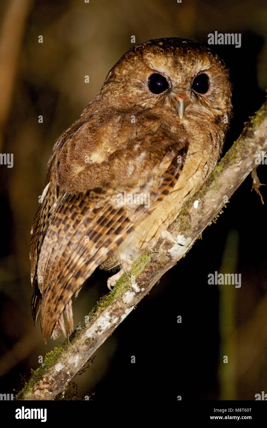 Kaneelkleurige Schreeuwuil, Zimt Screech-Owl Stockfoto