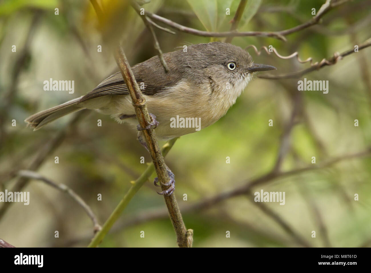 Newtonia brunneicauda Fotos und Bildmaterial in hoher Auflösung Alamy