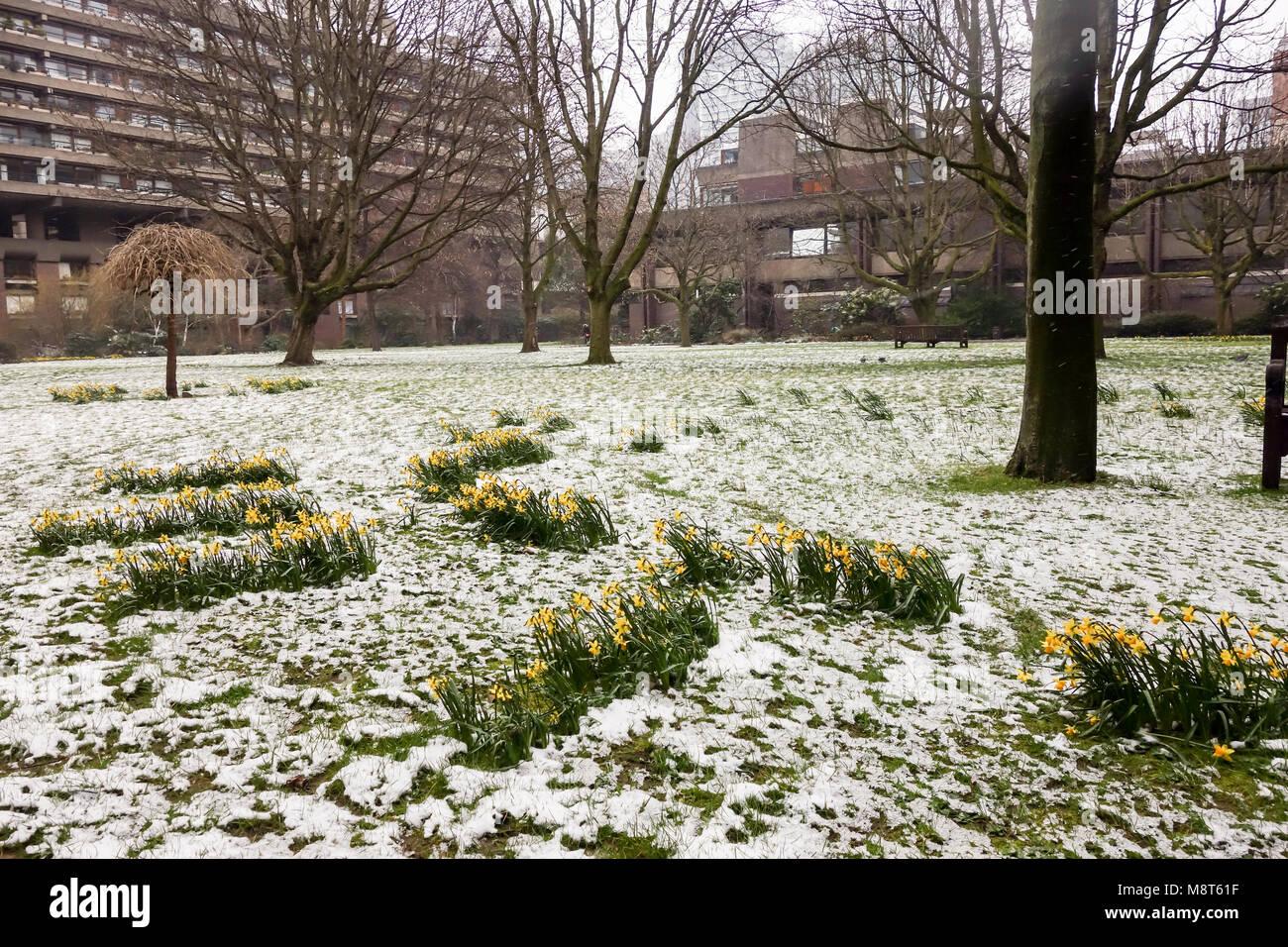 LONDON, GROSSBRITANNIEN, 18. März 2018: Narzissen bedeckt mit Schnee, bevor die neue Saison Frühjahr in Barbican. Stockfoto