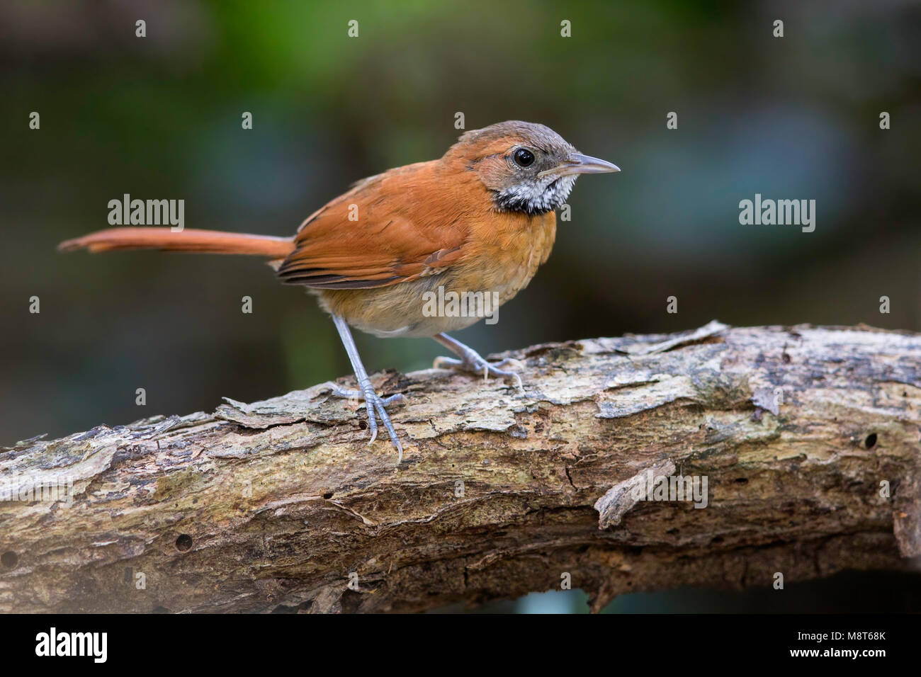 Vogel Bild von Most Shapiro Stockfoto
