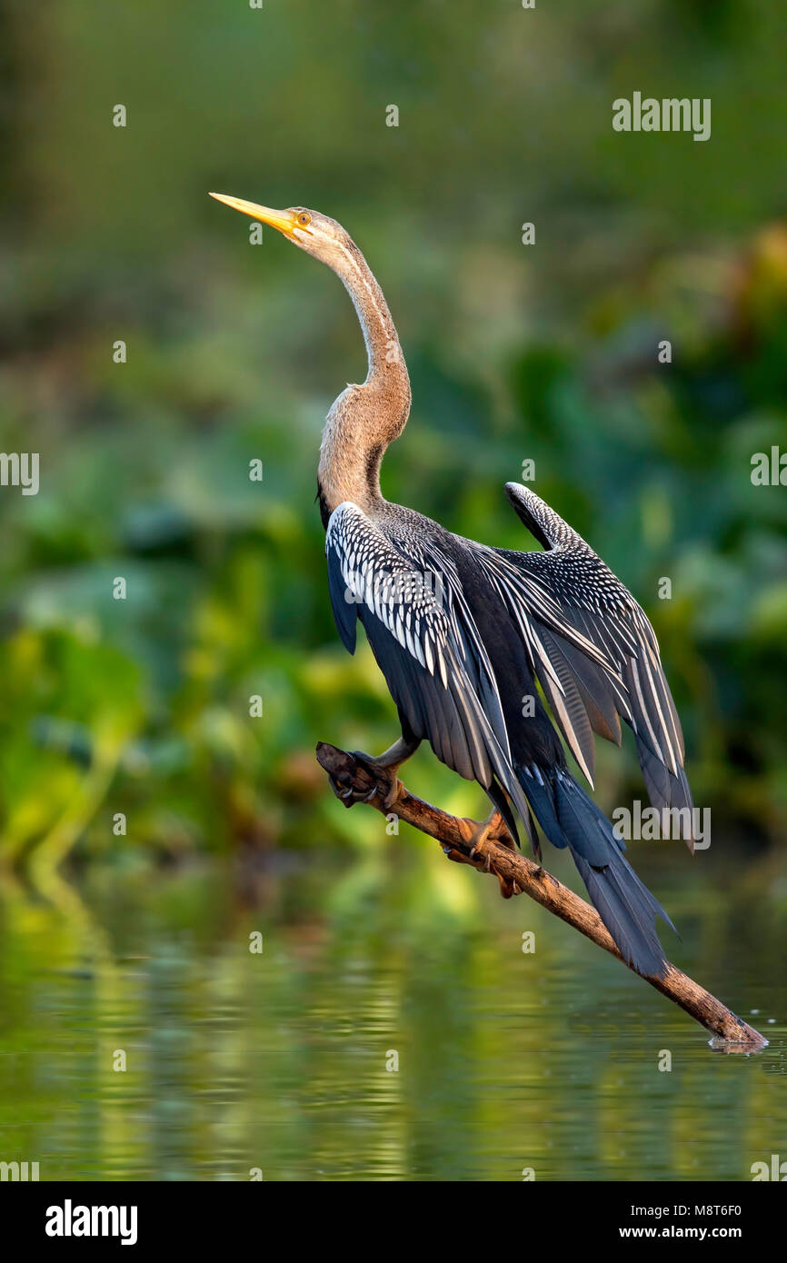 Slangenhalsvogel indische, orientalische, libel Anhinga melanogaster Stockfoto