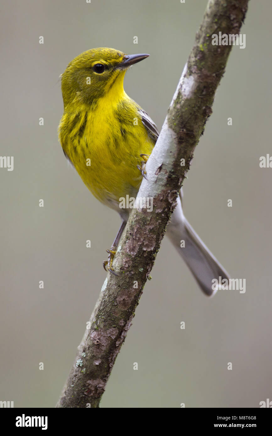 Dennenzanger, Pine Warbler, Setophaga pinus Stockfoto